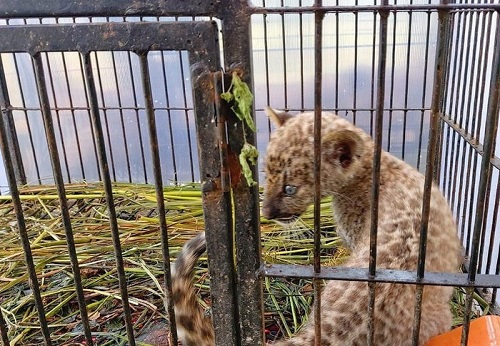 BKSDA Riau: Anakan Leopard Sitaan Penyelundupan Mati Kena Parvovirus