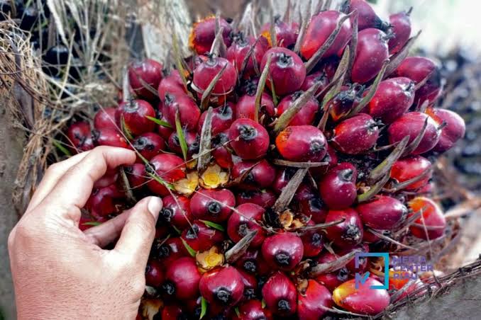 Harga Sawit Riau Awal Oktober 2025 Naik, Petani Terima Rp3.695 per Kg