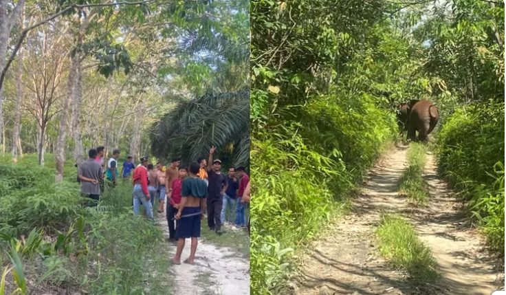Gajah Masuk Desa di Pelalawan, Warga Harap Pemerintah Ambil Langkah Serius