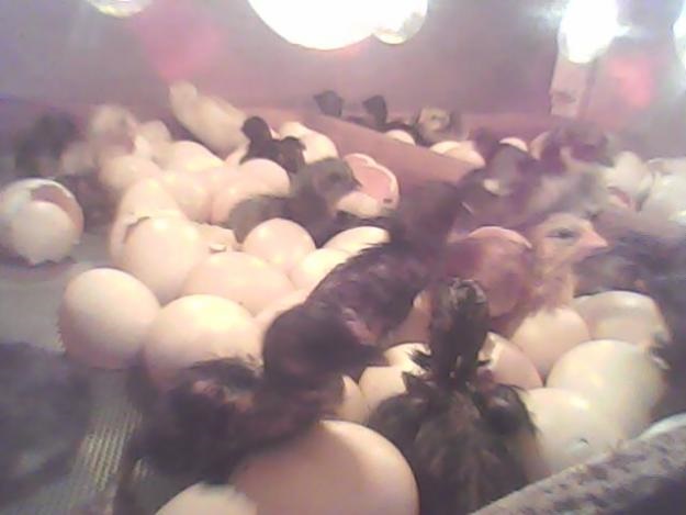 Teknik Bayi Tabung Sukses Diuji pada Ayam