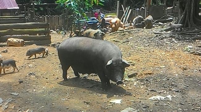 Ternak Babi Secara Bebas, Warga Desa Tasik Serai Mulai Resah