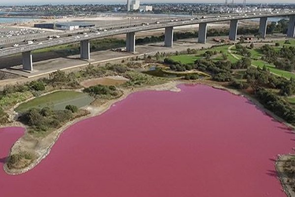 Danau di Australia Jadi Pink, Ini Penyebabnya
