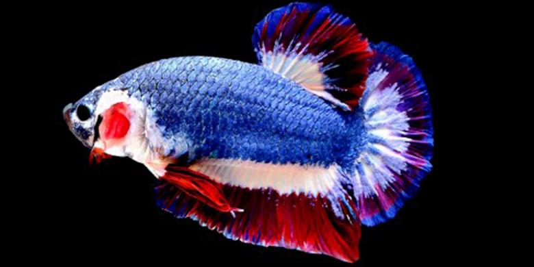 Warnanya Mirip Bendera Thailand, Ikan Cupang Ini Dihargai Rp 20 Juta