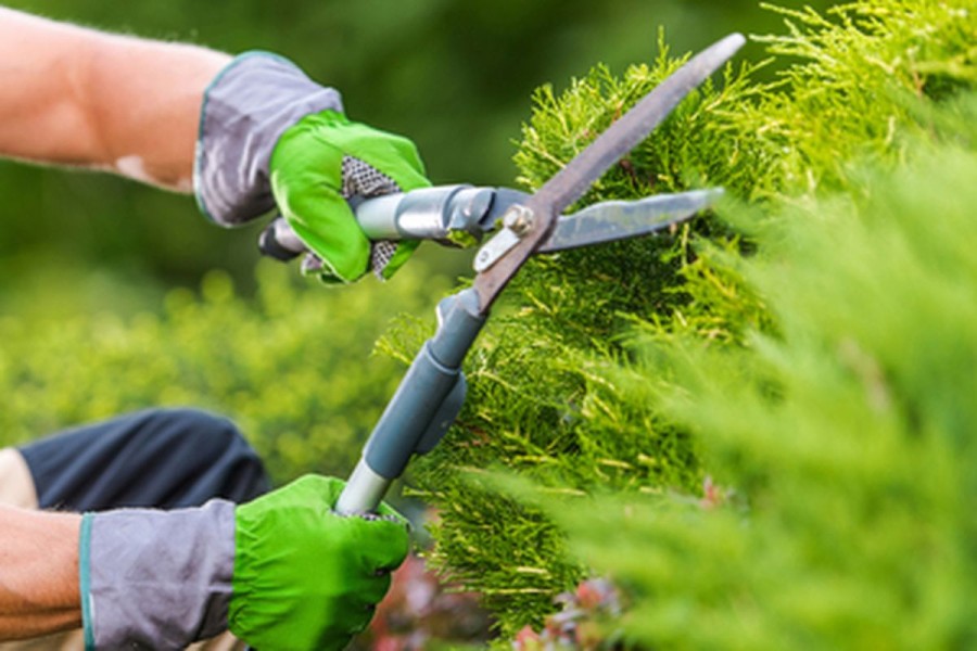 Pria Tusuk Wanita dengan Gunting Rumput di Tenayan Raya, Pelaku Ditangkap Polisi