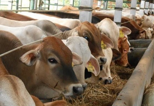 550 Ekor Sapi untuk Kebutuhan Kurban di Riau Tiba di Pelabuhan Dumai