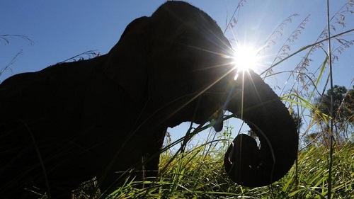 Gajah Tunggal di Riau Dicincang Secara Sadis