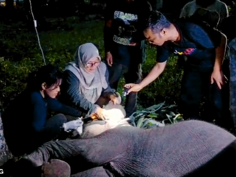 Gajah Laila Usia 1,5 Tahun Mati di Konservasi Sebanga, Penyebabnya Masih Diselidiki