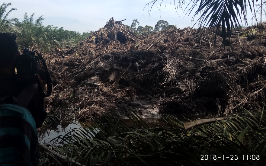 PT Japfa Timbun Anak Sungai Dengan Ribuan Batang Pohon Kelapa Sawit, Ribuan Ikan Warga Terapung