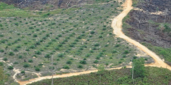 Terkait Perambahan, Pemerintah Bakal Bekukan 52 Perusahaan Sawit di TNTN