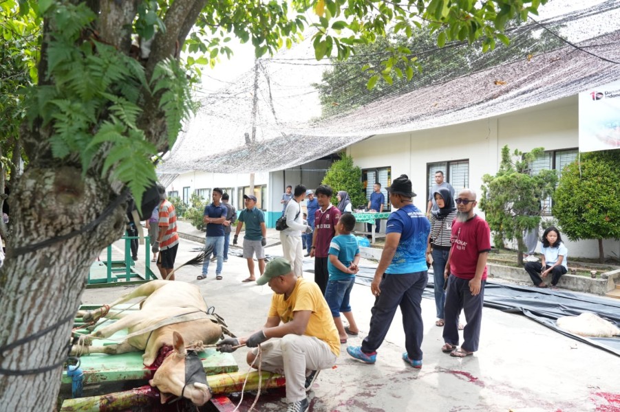 PLN UP3 Pekanbaru Sembelih 4 Sapi dan 1 Kambing Kurban, Bagikan Daging ke Warga dan Mitra Kerja