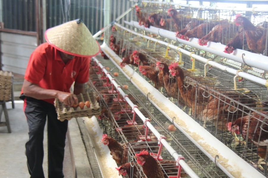 Lapas Kelas IIA Pekanbaru Panen Ratusan Telur Ayam Setiap Hari dari Program Pembinaan WBP