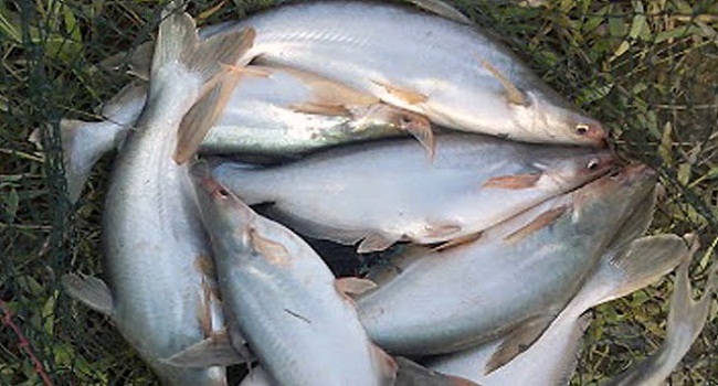 Ritual Berburu Ikan Patin Kualo Di Sungai Kampar