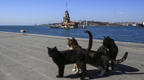 Bagaimana Nasib Ribuan Kucing Liar di Istanbul Saat Pandemi Virus Corona?