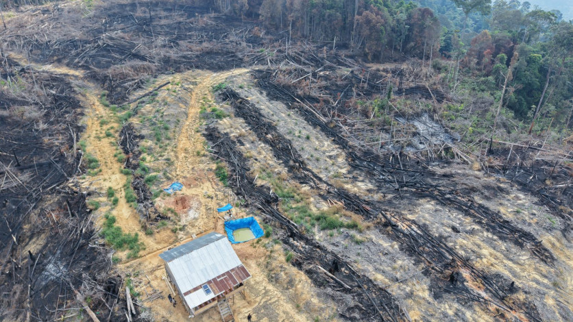 Bakar Lahan di Kawasan Hutan Rohul, 3 Tersangka Diamankan Polisi