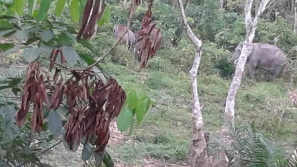 Gajah Liar Masuk Kebun Sawit Riau untuk Cari Makan di Wilayah Jelajahnya