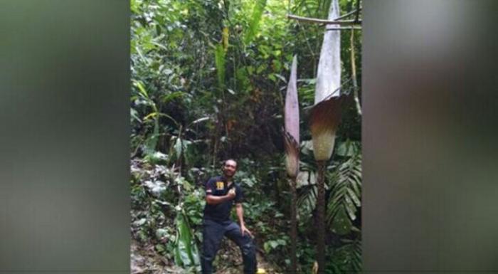 Ditemukan Bunga Bangkai di Kampar Riau Tertinggi di Dunia