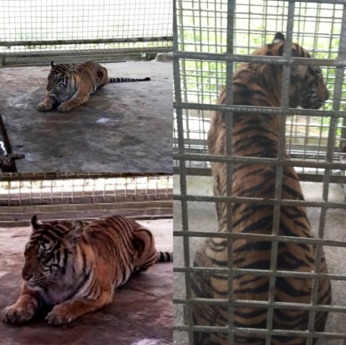 Berada di Pusat Rehabilitasi Harimau Sumatera Dharmasraya, Begini Kondisi Terkini Bonita