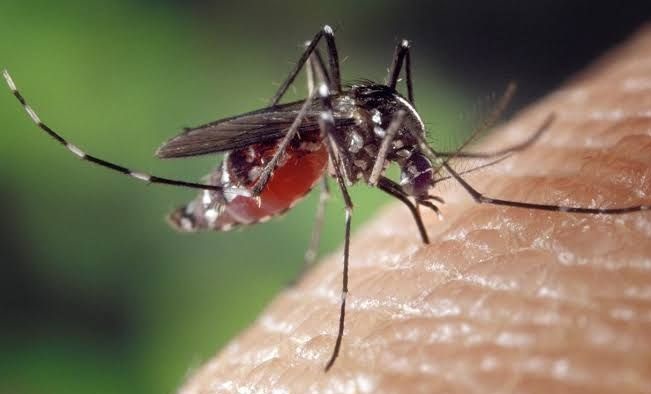 Waspada DBD! 332 Warga di Pekanbaru sudah Terjangkit