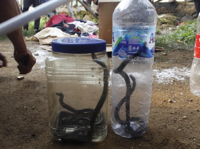 13 Anak Kobra Ditangkap di Purwakarta, Induknya Masih Berkeliaran