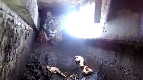 Harimau terjebak di kolong ruko di Riau: 'Jalan 40 km untuk mencari makan'
