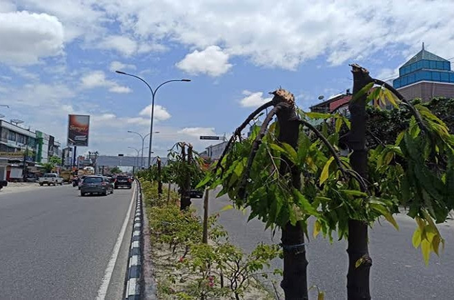 PUPR Pekanbaru Damai dengan Pelaku Penebang Pohon, DPRD Tanya Dasar Hukumnya