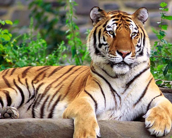 Bengkulu Akan Bangun Klinik Pengobatan Harimau Sumatera