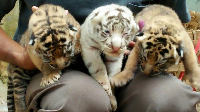 Hendak Foto, Anak Harimau Terkam Murid TK di Museum Satwa Jatim