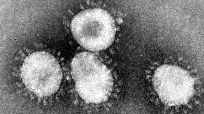 Peneliti Unair Harap Empon-empon Bisa Jadi Antivirus Corona