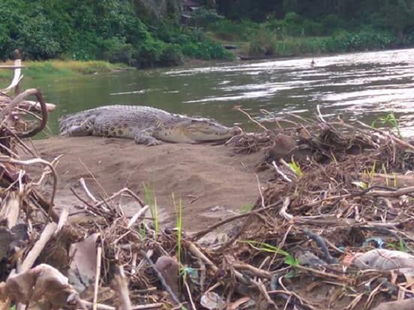 Mengerikan! Penampakan Buaya Putih di Pasbar