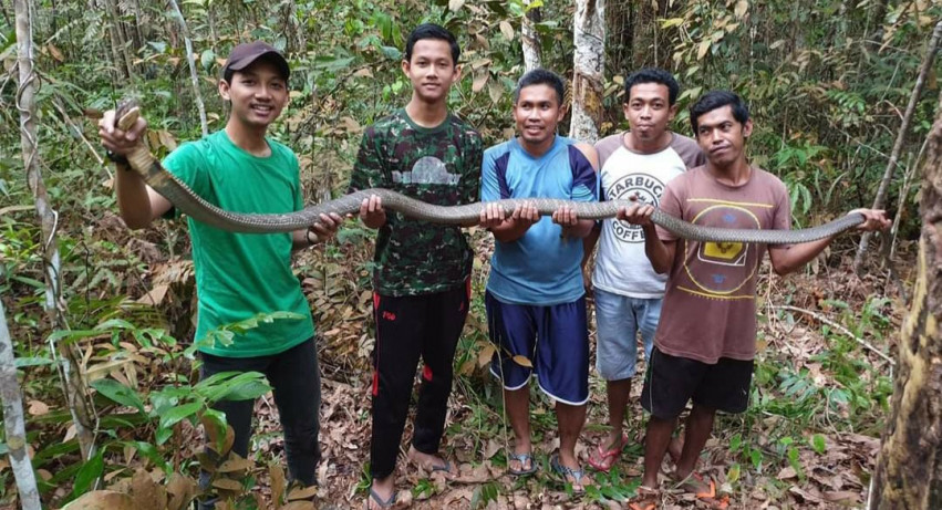 Drama Penangkapan King Kobra di Pelalawan Bikin Merinding