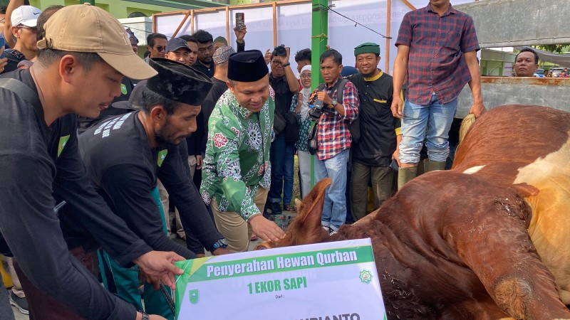 Si Bagong, Sapi Kurban Presiden Prabowo Disembelih di Masjid Raya An-Nur Pekanbaru