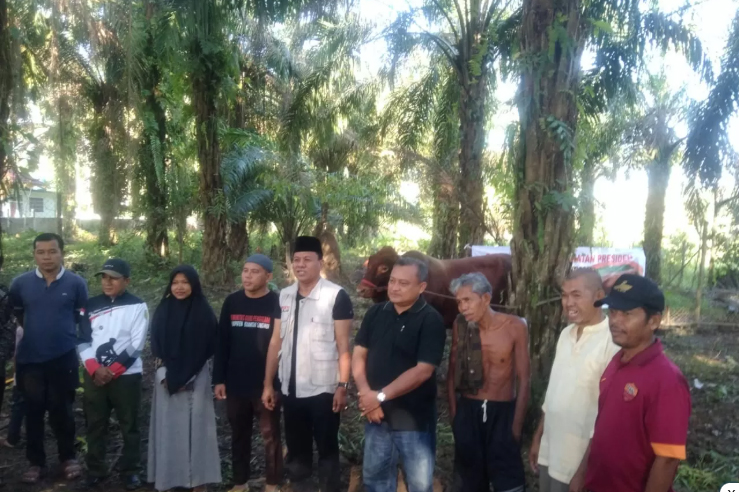 BIMO, Sapi Kurban Bantuan Presiden Prabowo, Disembelih di Kuantan Singingi