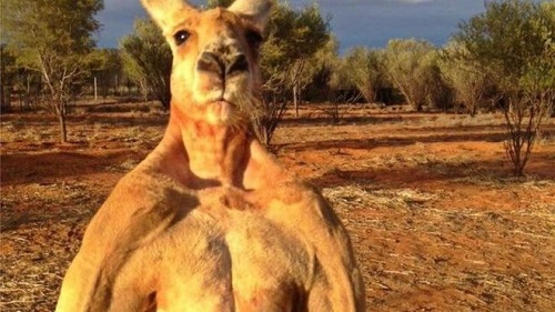 Roger, kanguru 'berotot' dari Australia mati karena tua