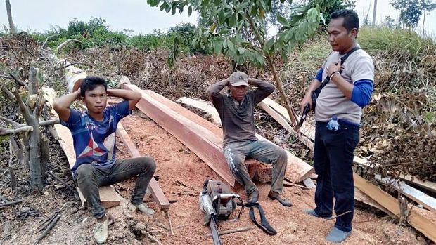 Polres Pelalawan Temukan Aktivitas Ilegal Logging di Taman Nasional