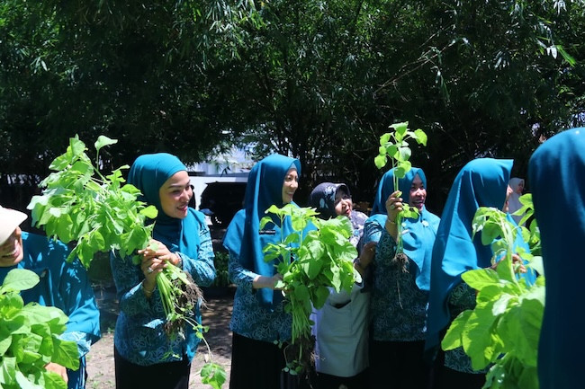 TP PKK Pekanbaru Panen Perdana Sayuran di Lahan Terbatas, Bagikan Hasil ke Warga