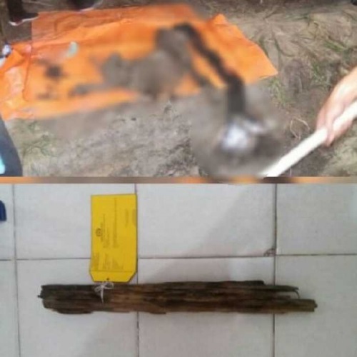 Teka-teki Tengkorak Wanita di Kebun Sawit Bukit Kapur Dumai Terkuak, Ada Kisah Tragis di Balik Peris