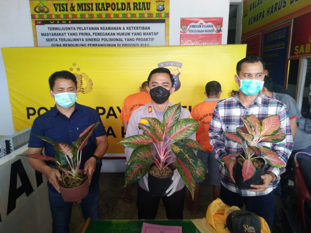 27 Bunga Aglonema Dicuri dari Pekarangan Rumah, Korban Rugi Rp100 Juta