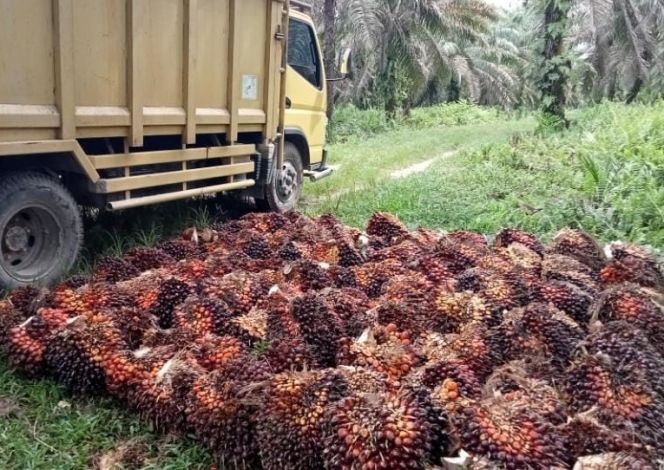 Harga Kelapa Sawit di Riau, Sedikit Turun Pekan Ini Menjadi Rp 2.797 Perkilogram