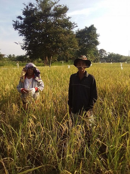 Dengan Bertanam Padi, Warga Desa Kuala Cinaku Inhu Ini Penuhi Kebutuhan Sehari-hari