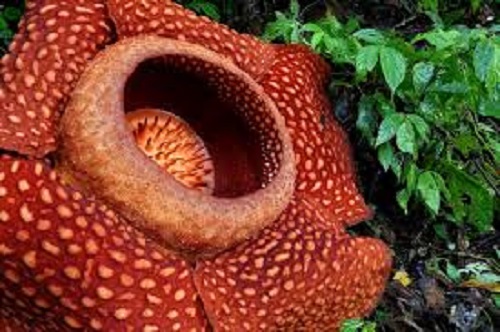 Januari, 11 Rafflesia Mekar di Hutan Bengkulu