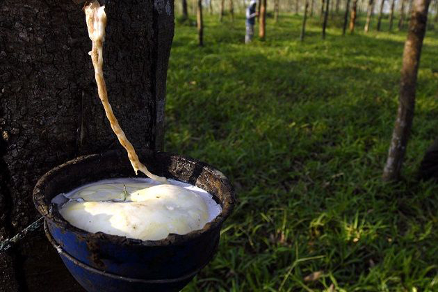 Harga Karet Kembali Turun Jadi Rp10 Ribu/Kg