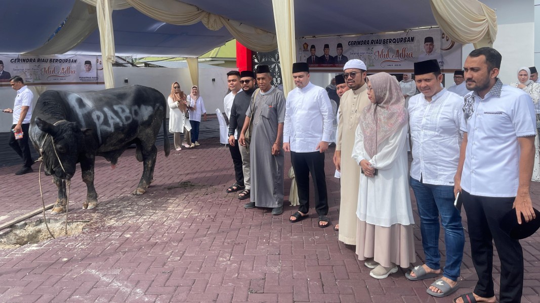 Sapi Kurban 1 Ton dari Prabowo Tumbang di Kantor Gerindra Riau