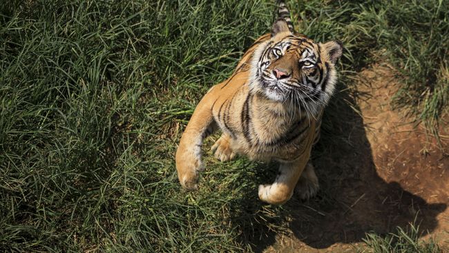 Pengamat Lingkungan: Harimau Serang Kemah sebab Habitat Rusak