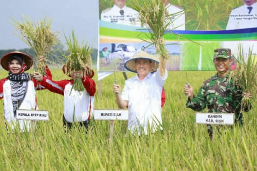 Tingkatkan Swasembada Beras, Pemkab Siak Cetak 58 Hektare Sawah Baru