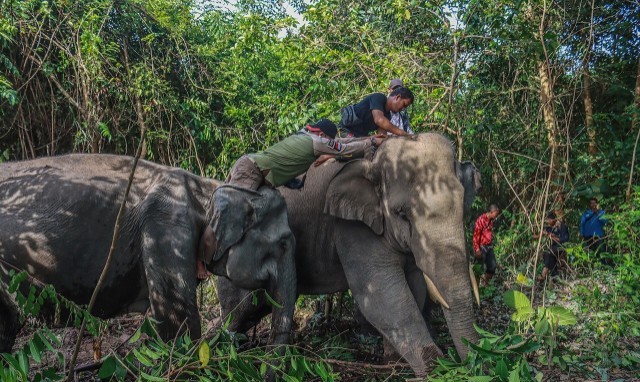 Warga Pekanbaru Panik! Anak 8 Tahun Diserang Gajah Liar di Rantau Panjang
