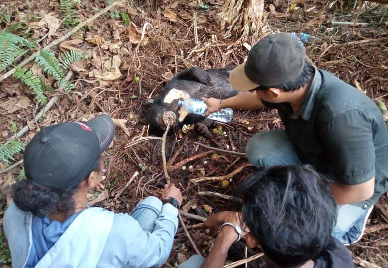Beruang Madu Mati Kena Jerat di Hutan Senepis Riau