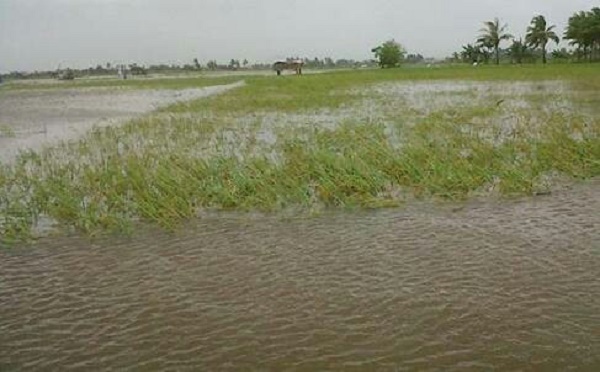 Terendam Banjir, 600 Hektar Padi di Kuansing Terancam Gagal Panen