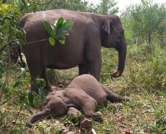 Anak Gajah Sumatera Bernama Tari Ditemukan Mati di Taman Nasional Tesso Nilo