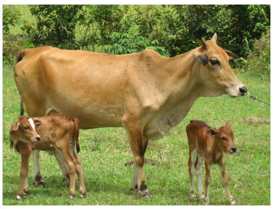 Sapi di Riau Wajib Bunting, Begini Caranya