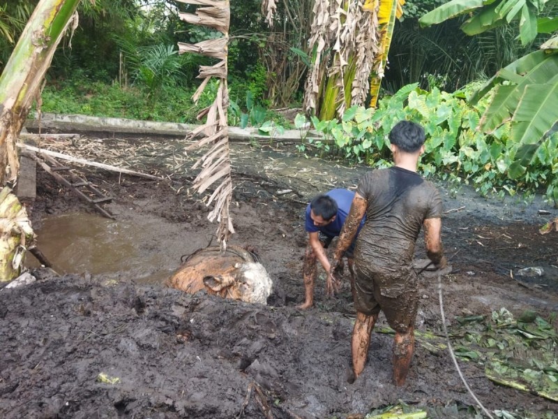 Sapi Warga Tuah Madani Terperosok ke Kubangan Lumpur, Dievakuasi Selama Dua Jam